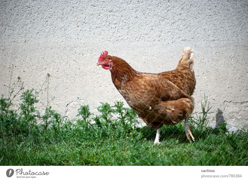 Huhn in Action Tier Nutztier Flügel Krallen 1 gehen Haushuhn Gras Bauernhof grün Farbfoto Außenaufnahme Sonnenlicht