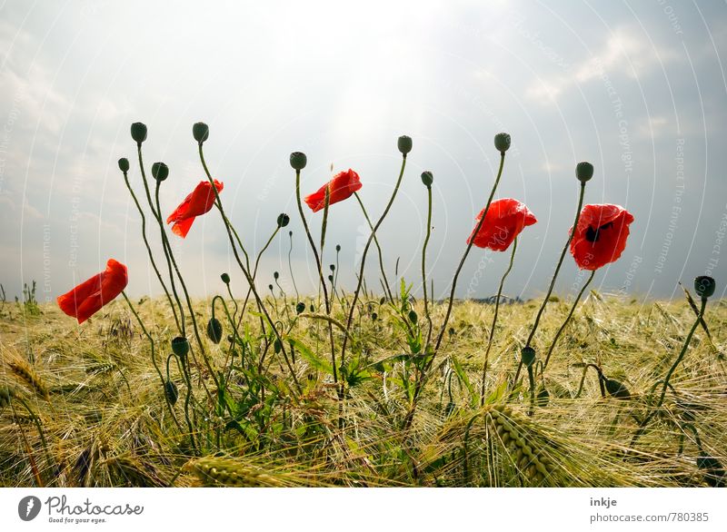 Mohn Landwirtschaft Forstwirtschaft Umwelt Natur Landschaft Pflanze Himmel Horizont Frühling Sommer Schönes Wetter Blume Blüte Nutzpflanze Wildpflanze