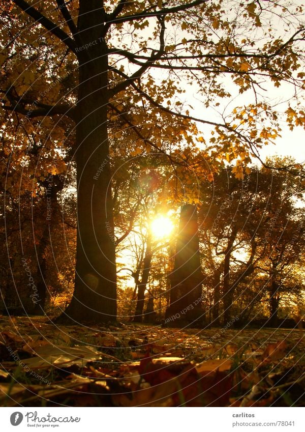 es werde Licht II Grab Grabstein Friedhof erinnern Trauer ruhig Religion & Glaube Katholizismus Protestantismus Volkstrauertag Gegenlicht Herbst Blatt Ewigkeit