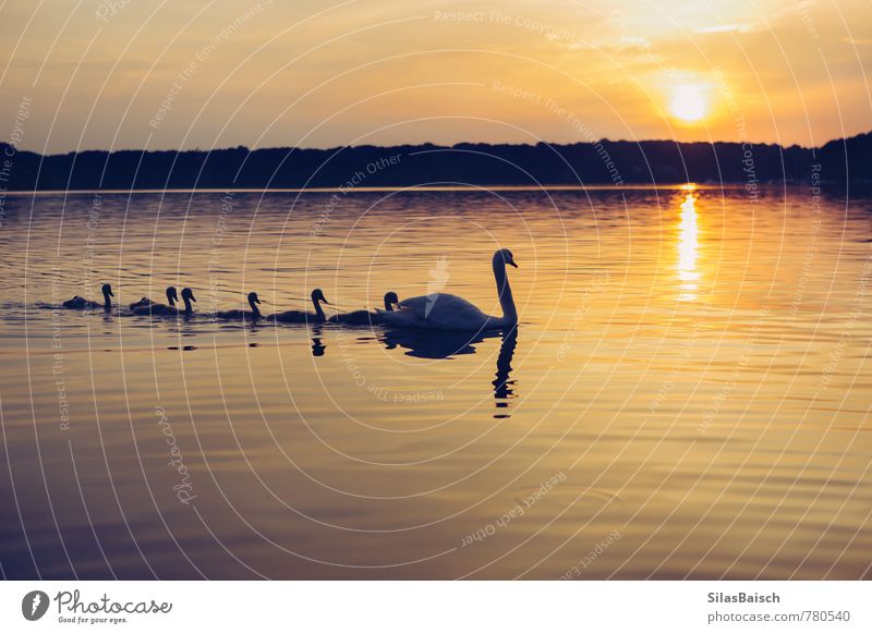 Schwanensee Ausflug Abenteuer Ferne Freiheit Natur Wasser Sonne Sonnenaufgang Sonnenuntergang Sonnenlicht See Tier Flügel Tiergruppe Schwarm Tierjunges