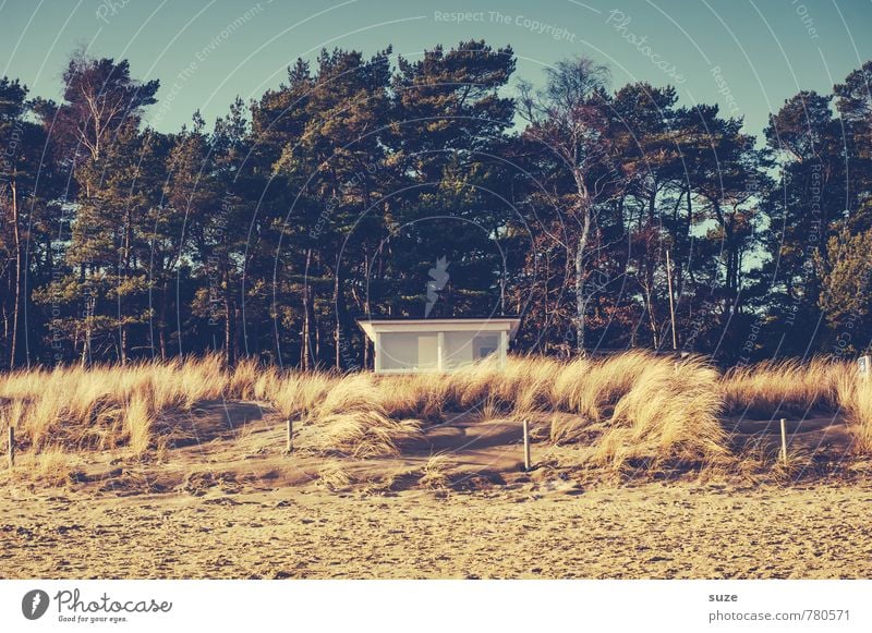 Schaulustiges im Strandhafer Ferien & Urlaub & Reisen Sommer Haus Natur Sand Himmel Wald Küste Ostsee Hütte authentisch Sicherheit Wachsamkeit Fernweh