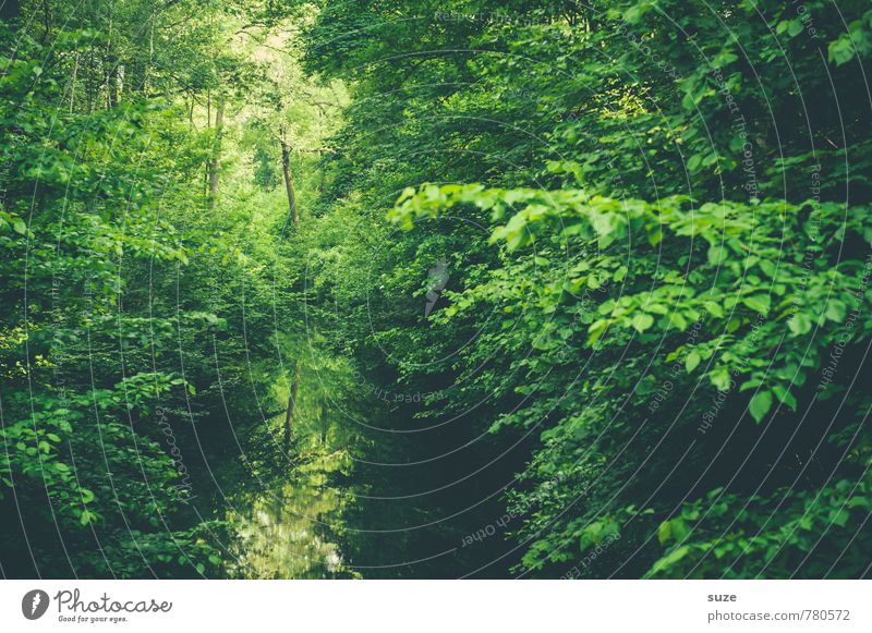 Dasselbe in Grün harmonisch Zufriedenheit Erholung ruhig Umwelt Natur Landschaft Pflanze Wasser Klima Baum Park Flussufer See Oase Wachstum nachhaltig grün