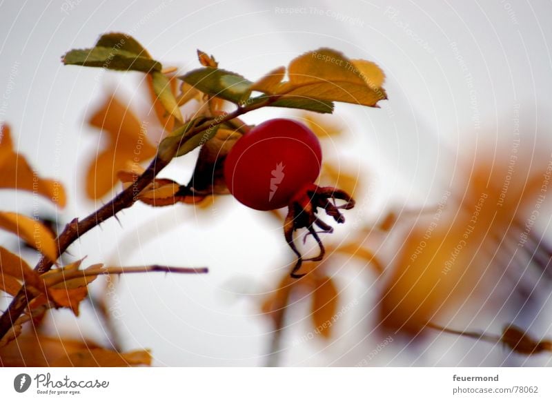 Juckpulver Hundsrose Herbst Blatt dunkel Ekel schlechtes Wetter kalt ungemütlich rot Rose Pflanze Dorn Frucht Samen Scherzartikel hedscherl hetschepetsch Garten