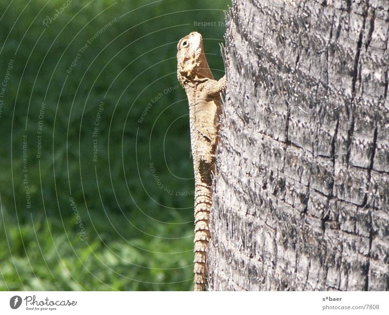 Gekko Echte Eidechsen