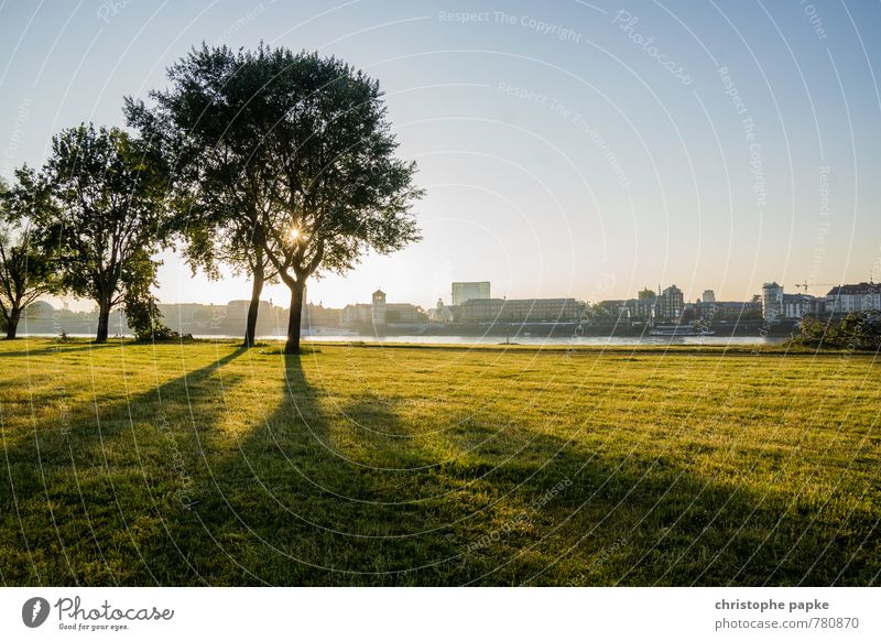 Sonnenaufgang am Rhein Umwelt Natur Landschaft Wolkenloser Himmel Sonnenuntergang Sonnenlicht Schönes Wetter Baum Park Wiese Flussufer Düsseldorf Deutschland