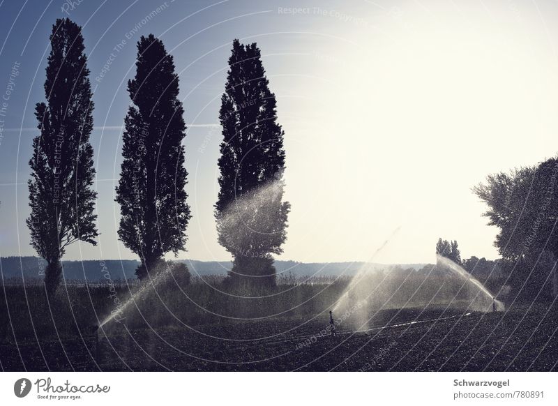 pschtacktacktacktacktackpscht Umwelt Natur Landschaft Pflanze Erde Wasser Wassertropfen Himmel Sonne Sonnenaufgang Sonnenuntergang Wetter Schönes Wetter Baum