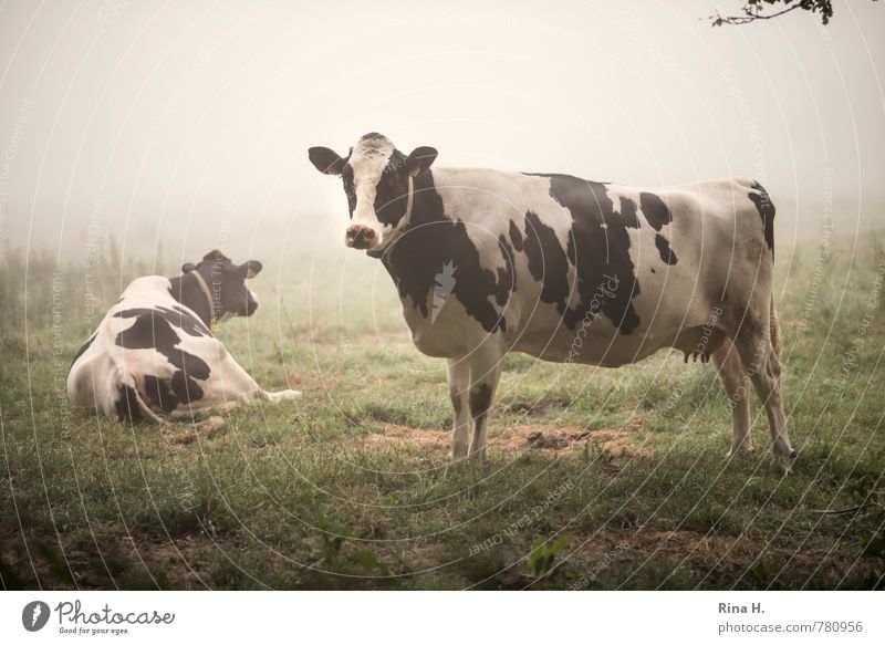 SchlafLos II Sommer Nebel Gras Wiese Nutztier Kuh 2 Tier beobachten liegen stehen authentisch ruhig Landleben Wegsehen Farbfoto Außenaufnahme Menschenleer