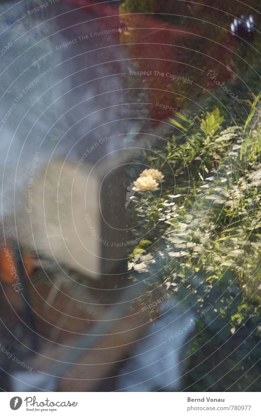 insideout Werkstatt hell Blume Fenster Hobelbank Holz chaotisch Natur Garten doppelt Glas Gras Blatt Blüte grün gelb Folie Kasten Ecke Farbfoto Außenaufnahme