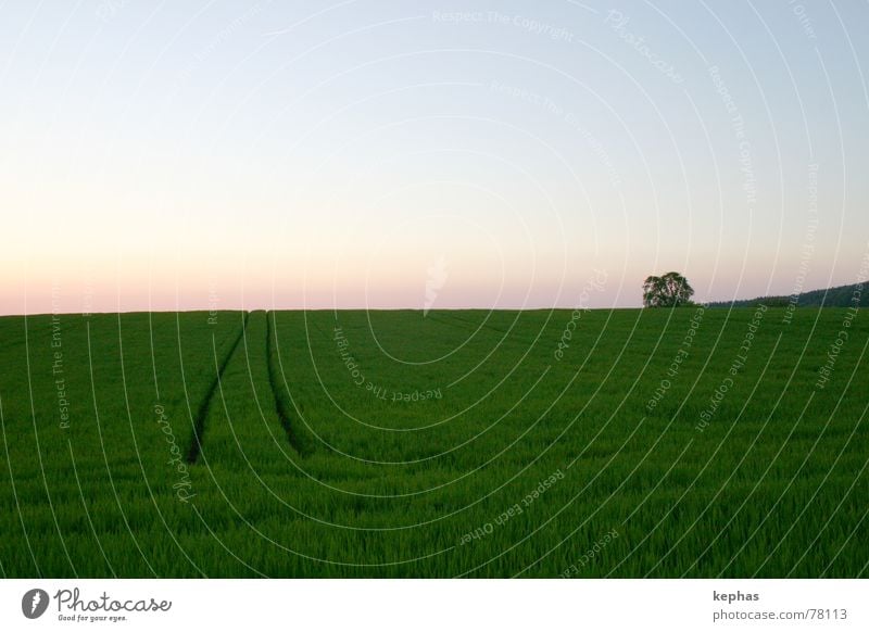 Einsamer Baum im Felde Sonnenuntergang Dämmerung grün Einsamkeit Ferne Horizont Getreide Landschaft Himmel Abend Schönes Wetter Abenddämmerung