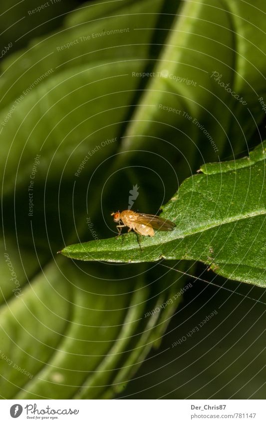 Abflug Natur Tier Pflanze Blatt Grünpflanze Wildtier Fliege Flügel 1 beobachten fliegen hocken krabbeln Ekel grün bescheiden Einsamkeit Abenteuer Beginn Umwelt