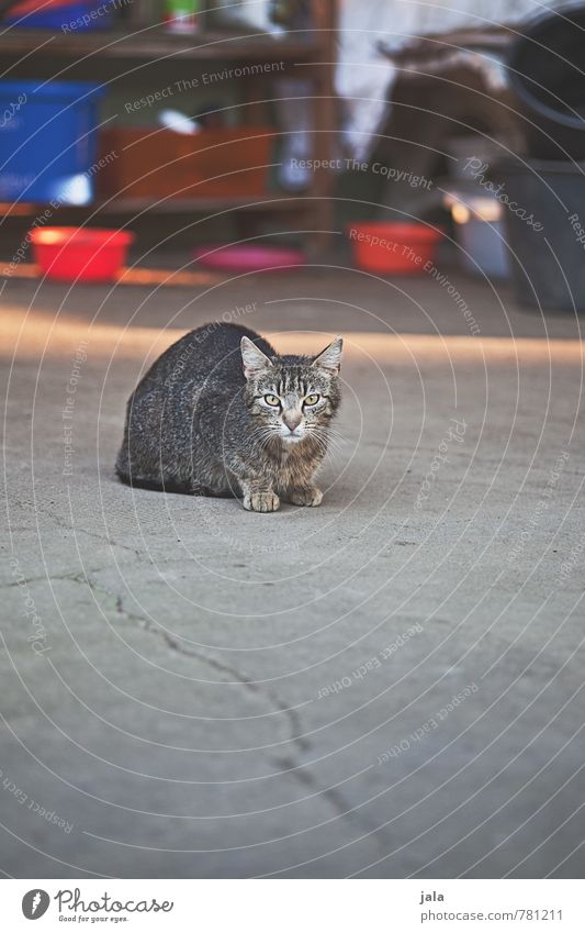 mäusefänger Gebäude Tier Haustier Katze 1 Neugier Schüchternheit sitzen beobachten Farbfoto Außenaufnahme Menschenleer Textfreiraum unten Tag Licht Schatten