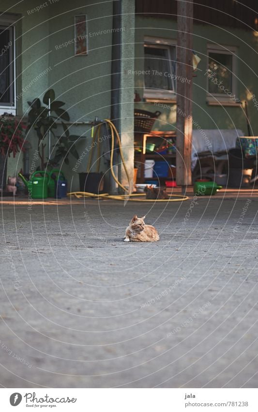 hausherr Haus Bauwerk Gebäude Mauer Wand Tier Haustier Katze 1 niedlich Farbfoto Außenaufnahme Menschenleer Textfreiraum unten Tag