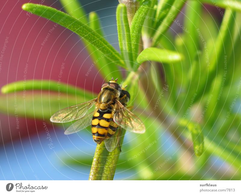 Fliegensex 2 Doppelbelichtung