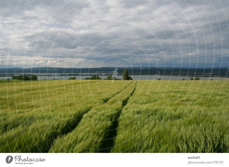 Seerhein Farbfoto Gedeckte Farben Außenaufnahme Weitwinkel Getreide ruhig Ferne Natur Landschaft Wasser Himmel Wolken Wind Nutzpflanze Feld grau grün friedlich