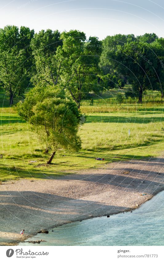 Ein Sonntag, der bis Dienstag reicht... Umwelt Natur Landschaft Pflanze Erde Luft Wasser Himmel Wolkenloser Himmel Sonnenlicht Sommer Schönes Wetter Baum Gras