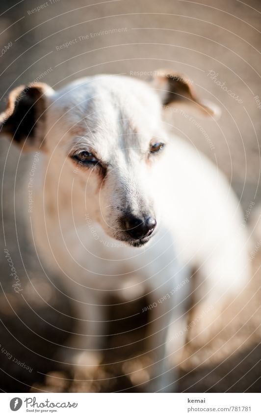 Zecki Tier Haustier Hund Tiergesicht Fell Schnauze 1 Blick sitzen klein niedlich weiß Vorsicht Gelassenheit geduldig ruhig Farbfoto Gedeckte Farben