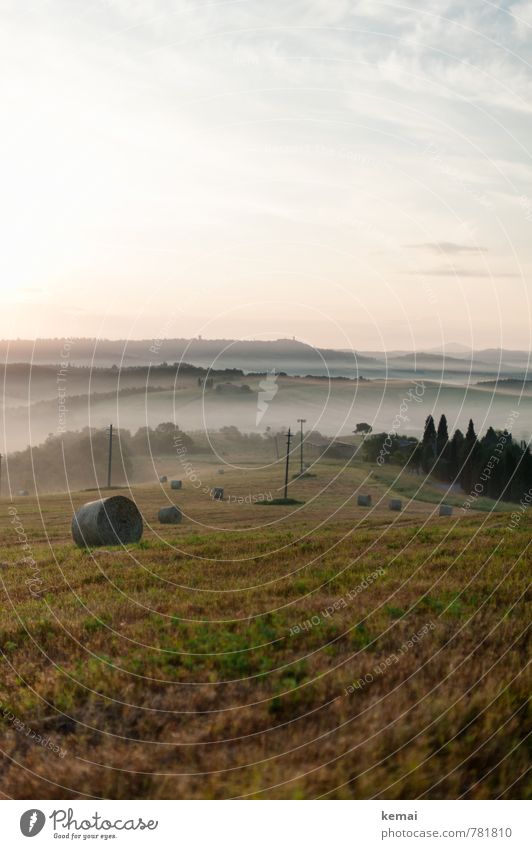 Like the first morning Umwelt Natur Landschaft Pflanze Himmel Wolken Sonnenaufgang Sonnenuntergang Sommer Schönes Wetter Nebel Baum Heu Heuballen Zypresse Wiese