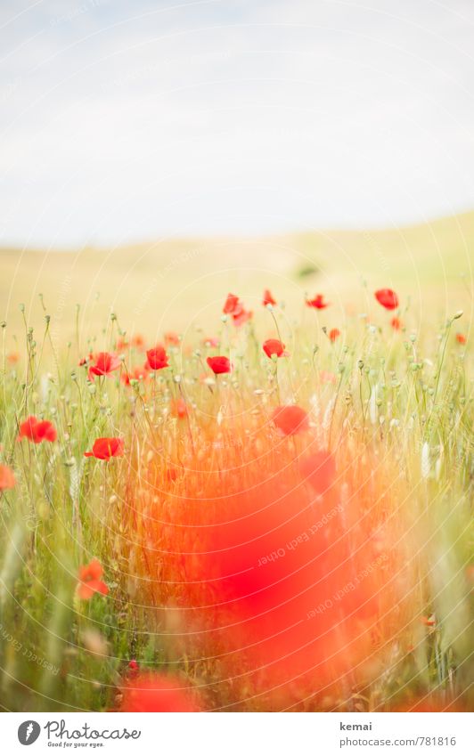 Mohntag Umwelt Natur Pflanze Himmel Sommer Blume Gras Grünpflanze Wildpflanze Mohnblüte Wiese Feld Blühend Wachstum Freundlichkeit frisch hell schön grün rot