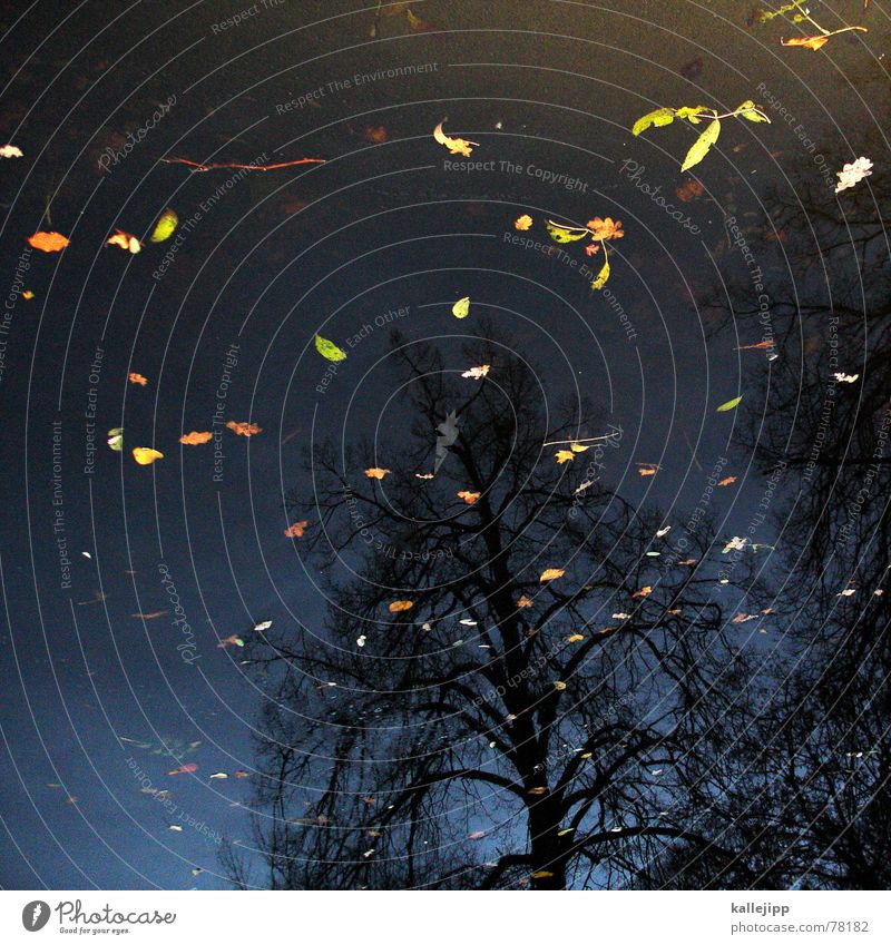 killesbergbaby See Park Blatt Sturm Herbststurm verrotten Tod Reflexion & Spiegelung Baum Dämmerung kalt Physik Stuttgart Höhenpark Killesberg Wolken November