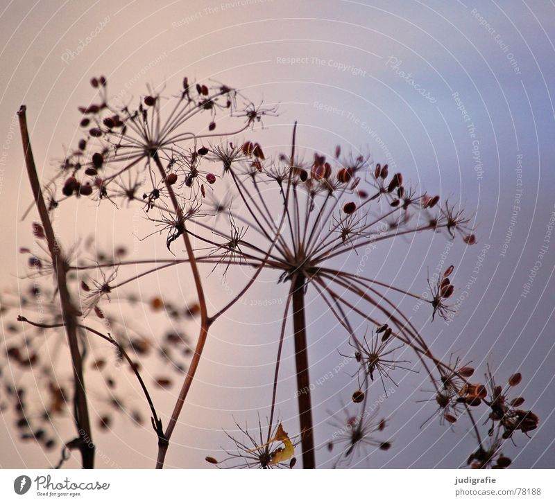 Herbstlich Pflanze trocken Dill stachelig Teich Reflexion & Spiegelung Doldenblütler Tod Pflanzenteile welk Wildpflanze Ende Umwelt Botanik Naturphänomene See