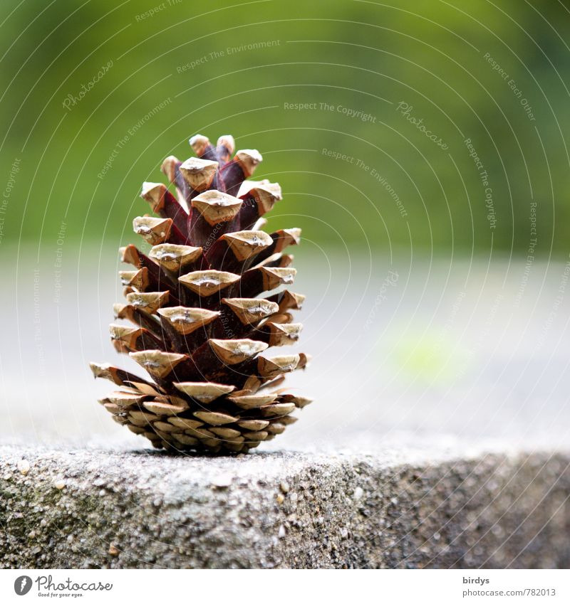 der Zapfen Stein Ecke Am Rand stehen ästhetisch positiv braun grau grün Natur vertikal offen Samen 1 Lamelle Farbfoto Außenaufnahme Menschenleer