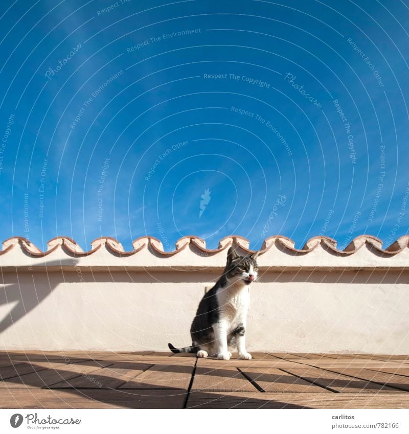 Dachhase Himmel Sommer Wärme Tier Haustier Katze 1 sitzen Dachterrasse Holzfußboden Dachziegel Sonnenbad Schatten blau Mallorca mediterran Hauskatze Farbfoto