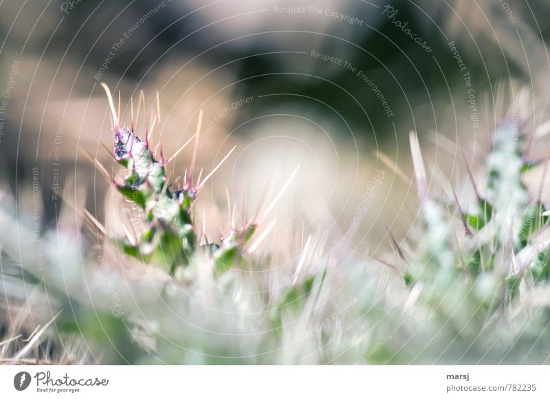 Stachelig Natur Pflanze Frühling Blume Blatt Wildpflanze Distel Distelblatt bedrohlich dünn authentisch einfach klein natürlich Spitze stachelig grün Sicherheit