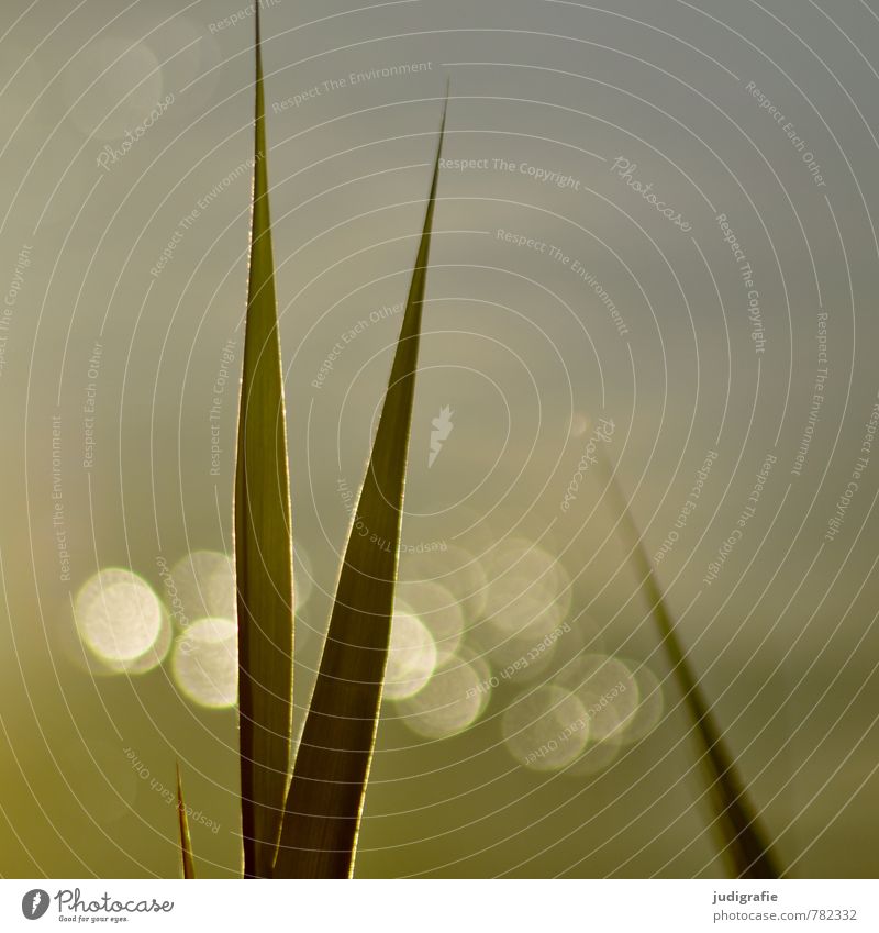 Hafen Umwelt Natur Pflanze Gras Blatt Küste Seeufer Ostsee leuchten Wachstum glänzend natürlich Spitze Wärme Stimmung ästhetisch Idylle ruhig Schilfrohr