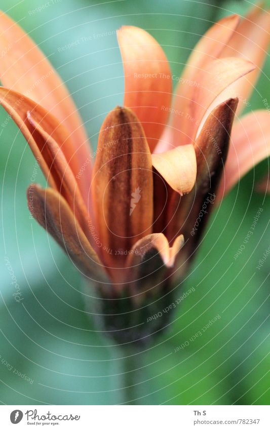 Sommer Natur Pflanze Frühling Blüte Blühend Duft ästhetisch authentisch einfach elegant natürlich grün orange Frühlingsgefühle schön Farbfoto Außenaufnahme