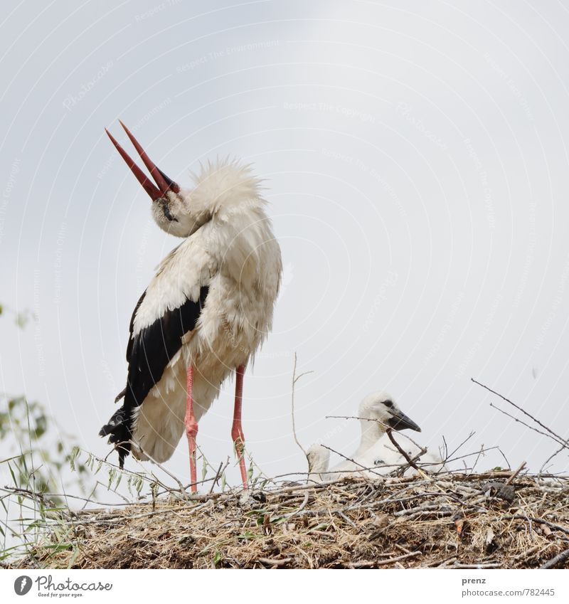 Familie Umwelt Natur Tier Sommer Schönes Wetter Wildtier Vogel 3 Tierfamilie blau weiß Storch Storchendorf Linum Nest Nestwärme Küken Schnabel Horst Farbfoto