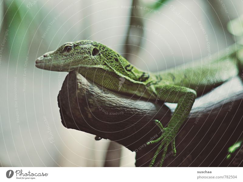 ein kleines grünes tierchen Tier Tiergesicht Krallen 1 Holz exotisch niedlich Echse Reptil Zoo Baumstamm Schuppen Farbfoto Detailaufnahme Textfreiraum links