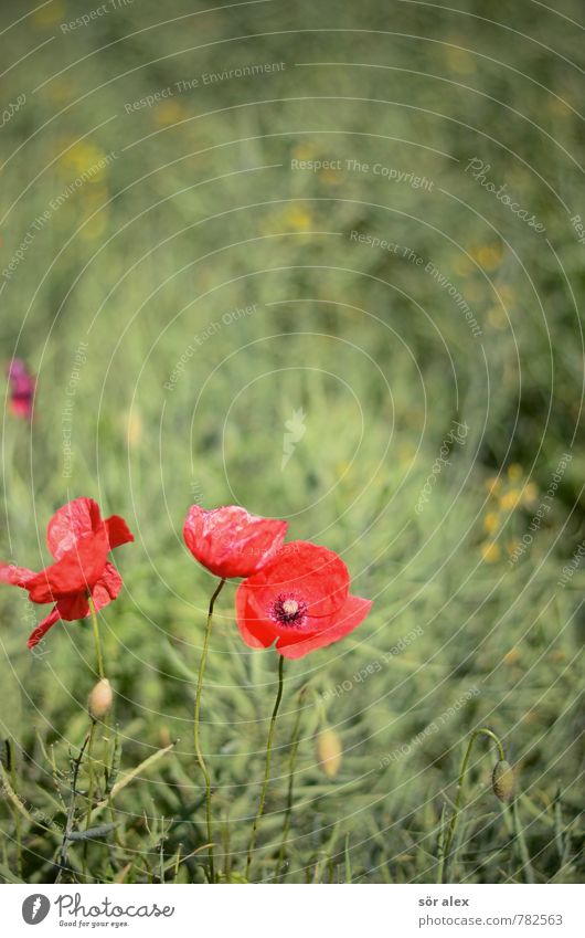 Mohn Umwelt Natur Pflanze Blume Blüte Mohnblüte Mohnkapsel Mohnfeld grün rot Vorsicht Gelassenheit geduldig ruhig Erholung nachhaltig Blumenwiese Feld Feldrand