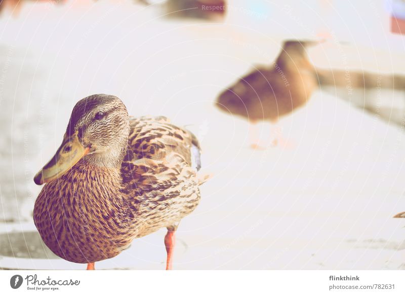 Duck die Ente Garten Park Küste Seeufer Flussufer Bucht Tier Nutztier Wildtier Vogel Entenvögel 2 beobachten Blick stehen Blick in die Kamera Auge Farbfoto