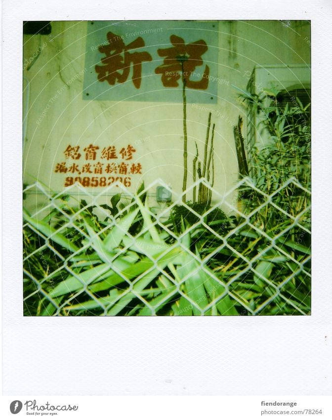 zaungast Zaun Hongkong grün Blatt kantonesisch flower street Zeichen Polaroid