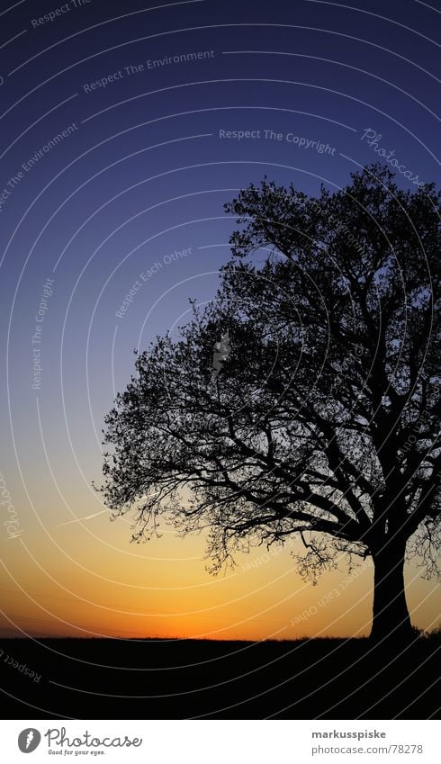 blau-schwarz-gelb Baum Sonnenuntergang Holz Wiese Idylle Himmel Ast Baumstamm Natur