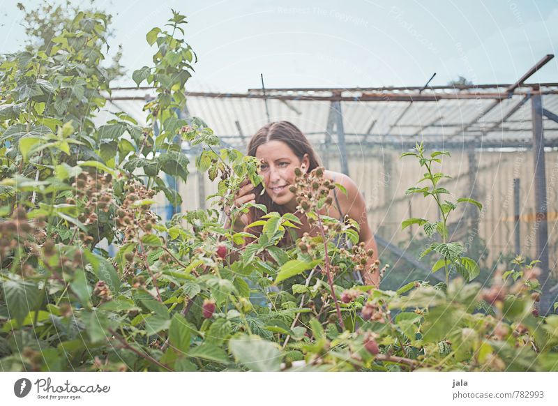 himbeeren Mensch feminin Frau Erwachsene 1 30-45 Jahre Umwelt Natur Pflanze Himmel Sommer Sträucher Nutzpflanze himbeerstrauch Himbeerbusch Himbeeren Garten