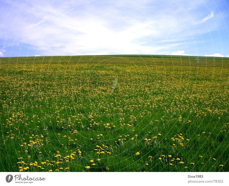 Das "X" Wiese grün Wolken weiß Löwenzahn Unendlichkeit Ferne Horizont Sommer Frühling gelb Blume Natur blau Himmel Blühend