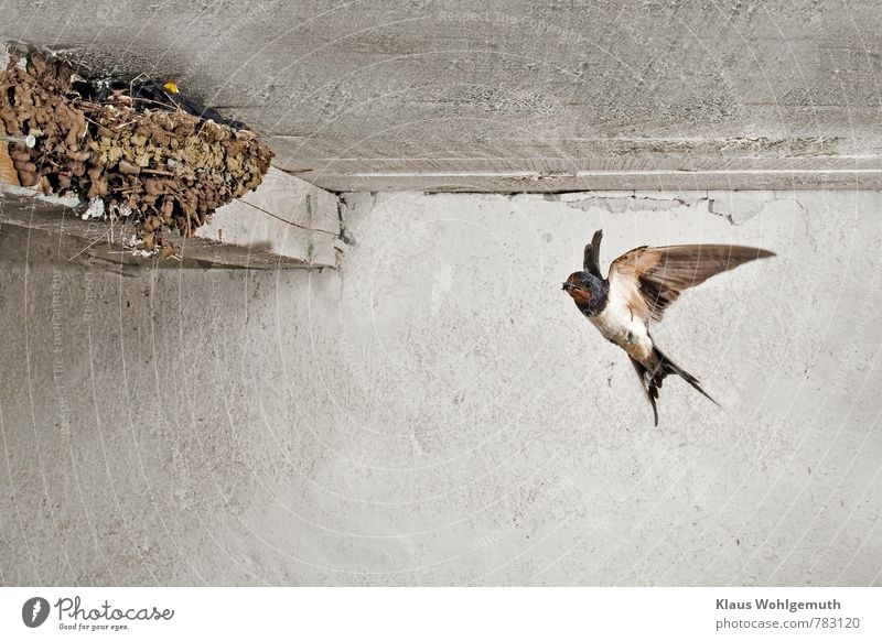 Rauchschwalbe mit Futter im Schnabel auf dem Weg zum Nest mit ihren Jungen Umwelt Natur Tier Frühling Sommer Wildtier Vogel Tiergesicht Flügel 1 Tierjunges