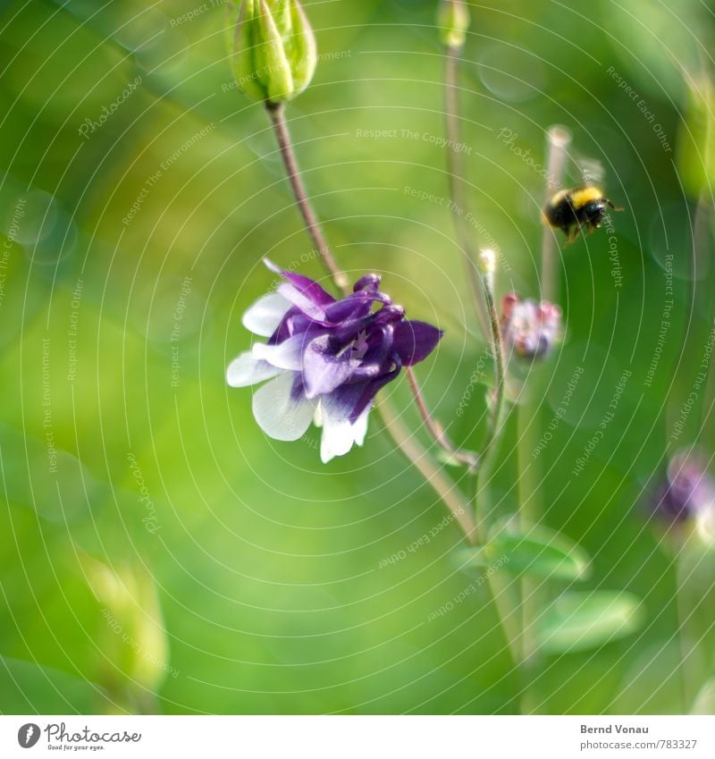 Abflug Garten Tier Hummel 1 hell gelb grün violett Maschendrahtzaun Insekt Blume sommerlich Blüte Wachstum Leben Jahreszeiten Bewegungsunschärfe fliegen Flügel