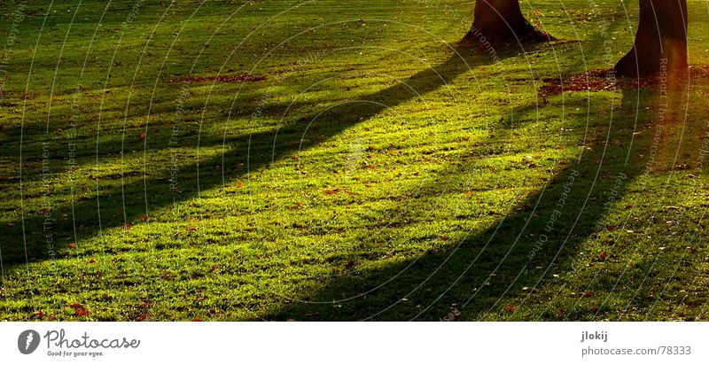 Sundown Shadow Baum Park grün Wiese Gras Wachstum Herbst Schatten Gegenlicht Sonnenuntergang Abend Nachmittag Garten Lichtfleck autumn trees shadow afternoon