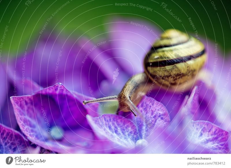 Schnecke auf Hortensien Garten Blume Fressen krabbeln Fröhlichkeit einzigartig lustig Neugier niedlich schleimig schön gelb violett schwarz Lebensfreude