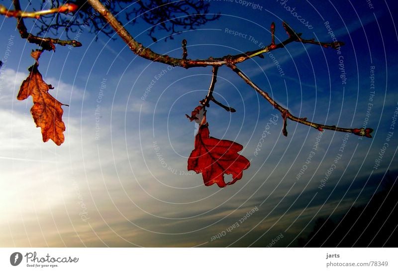 zwei allein vergessen Blatt Herbst Baum Wolken Einsamkeit Himmel Abend Ast jarts