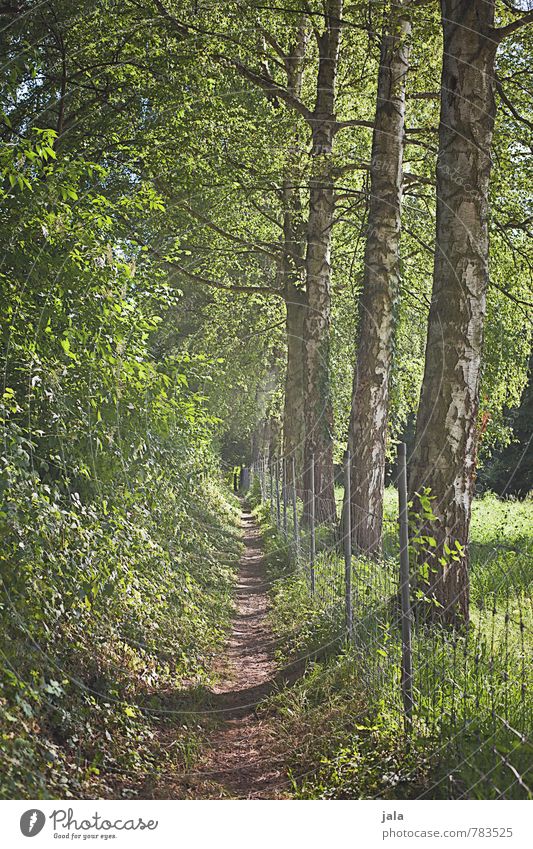 schleichweg Umwelt Natur Landschaft Pflanze Sommer Schönes Wetter Baum Gras Sträucher Grünpflanze Birke Park Wald Wege & Pfade ästhetisch schön Farbfoto