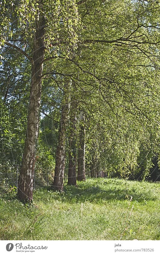 birken Umwelt Natur Landschaft Pflanze Sommer Baum Gras Sträucher Grünpflanze Wildpflanze Birke Park natürlich Farbfoto Außenaufnahme Menschenleer Tag Licht