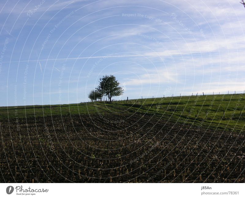 Stoppelfeld Feld Baum grün braun Wiese Wolken Außenaufnahme Wege & Pfade Landschaft blau Freiheit