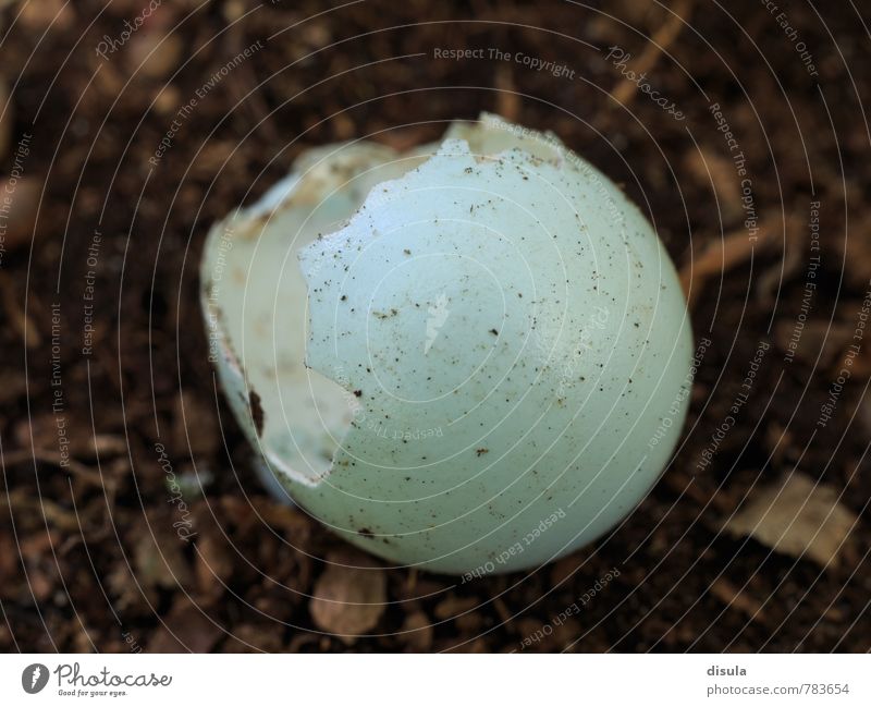 Eierschale auf dem Waldboden Leben Natur Erde Frühling Vogel Amsel Drossel Sperlingsvögel Vogeleier kaputt natürlich blau türkis Kücken gepunktet zerbrechlich