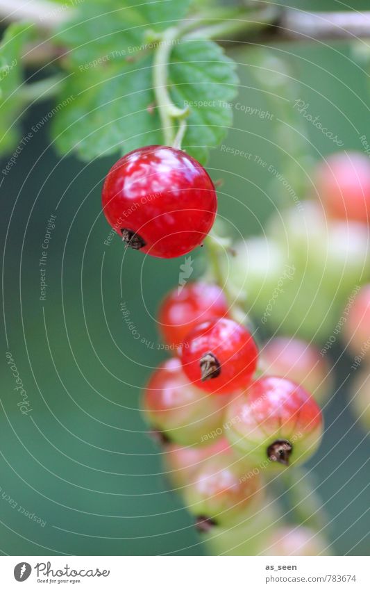 Johannisbeeren Gesundheit Leben Sommer Garten Umwelt Natur Tier Pflanze Blatt hängen leuchten Wachstum frisch lecker rund saftig sauer grün rot Reinheit