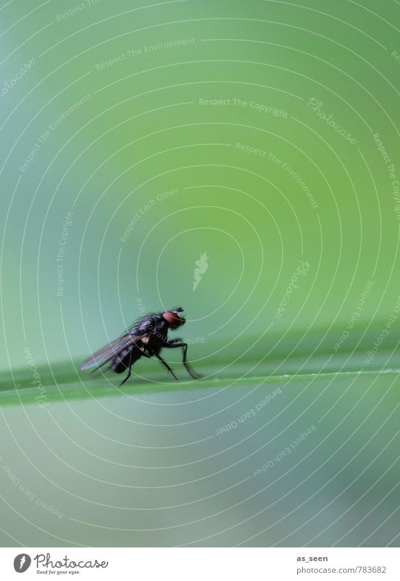 Fliege Umwelt Natur Tier Pflanze Gras Garten Wiese 1 berühren krabbeln authentisch nah natürlich grün schwarz türkis ruhig Design Präzision rein Insekt Flügel