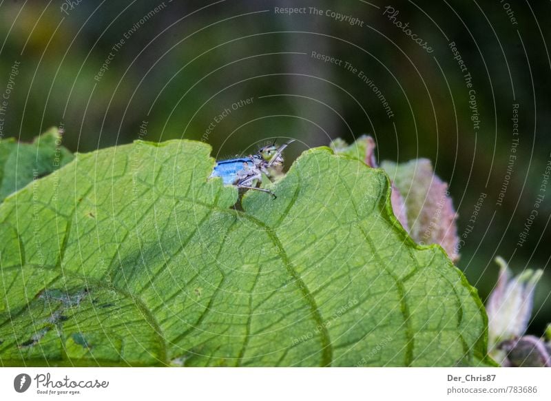 Keine Fotos bitte! ;-) Umwelt Natur Tier Sommer Blatt Wald Wildtier Libelle 1 fliegen ästhetisch außergewöhnlich elegant exotisch natürlich Schutz Scham Hemmung