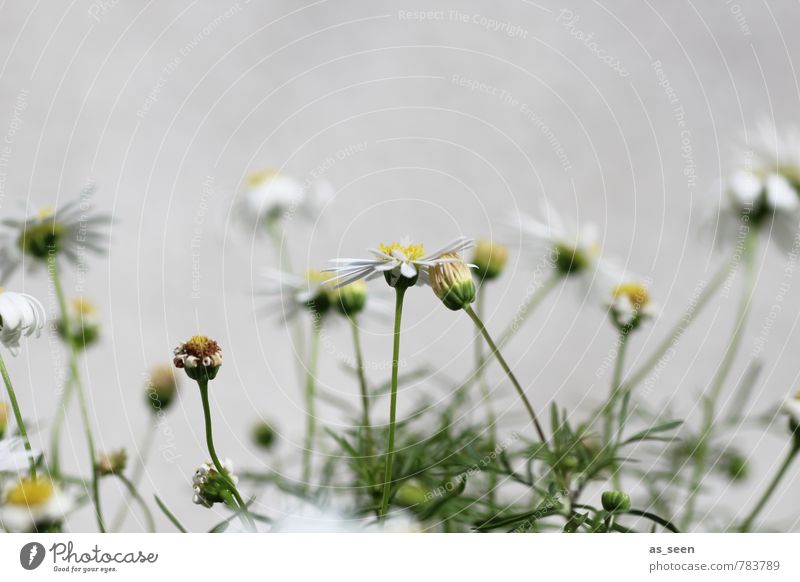 Sommerblümchen Umwelt Natur Pflanze Blume Blatt Garten Wiese Feld Blühend verblüht dehydrieren Wachstum frech Fröhlichkeit klein wild gelb grün weiß